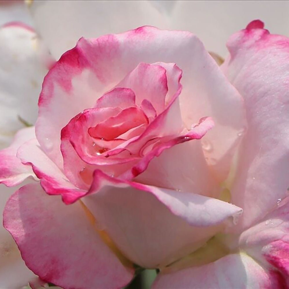 Trandafir Floribunda bicolor roz-alb crem Abigaile, inflorire repetata - VERDENA-livrat in ghiveci plant-o-fix de 2 l