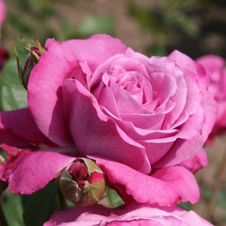 Trandafir Floribunda Blue Parfum, livrat in ghiveci plant-o-fix de 2L
