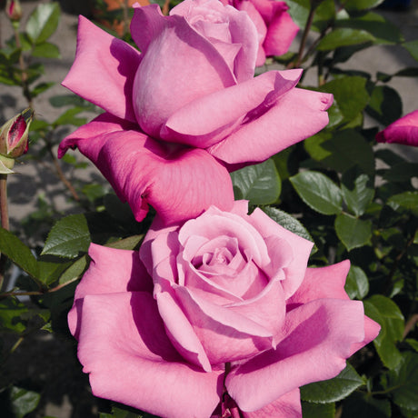 Trandafir Floribunda Blue Parfum, livrat in ghiveci plant-o-fix de 2L