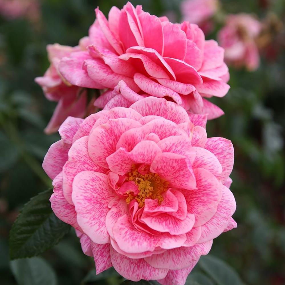 Trandafir Floribunda Camelot - VERDENA-livrat in ghiveci plant-o-fix de 2L