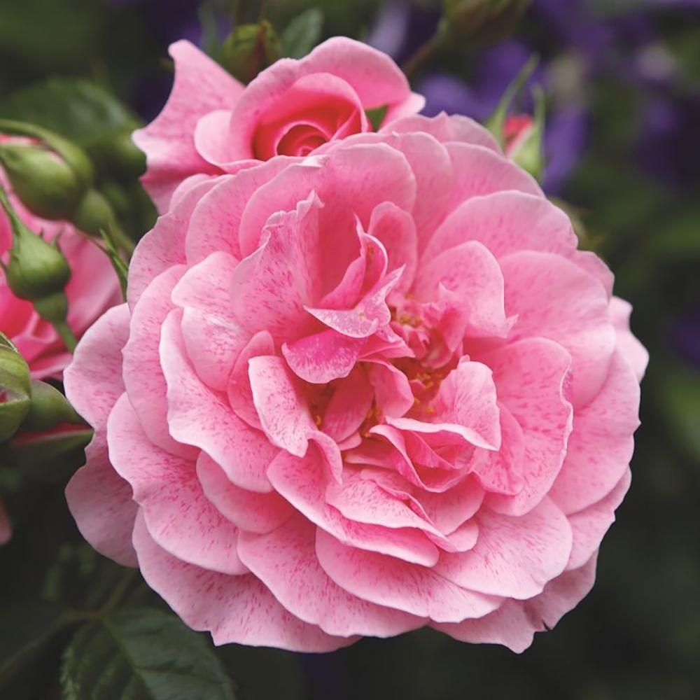 Trandafir Floribunda Camelot|VERDENA|Trandafiri Floribunda|Trandafiri|livrat in ghiveci plant-o-fix de 2L