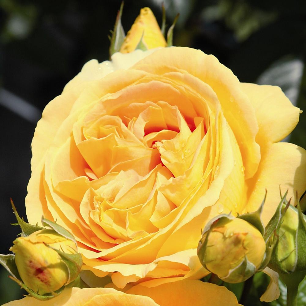 Trandafir Floribunda Candlelight, livrat in ghiveci plant-o-fix de 2L