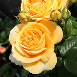 Trandafir Floribunda Candlelight, livrat in ghiveci plant-o-fix de 2L