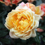 Trandafir Floribunda Capri, livrat in ghiveci plant-o-fix de 2L