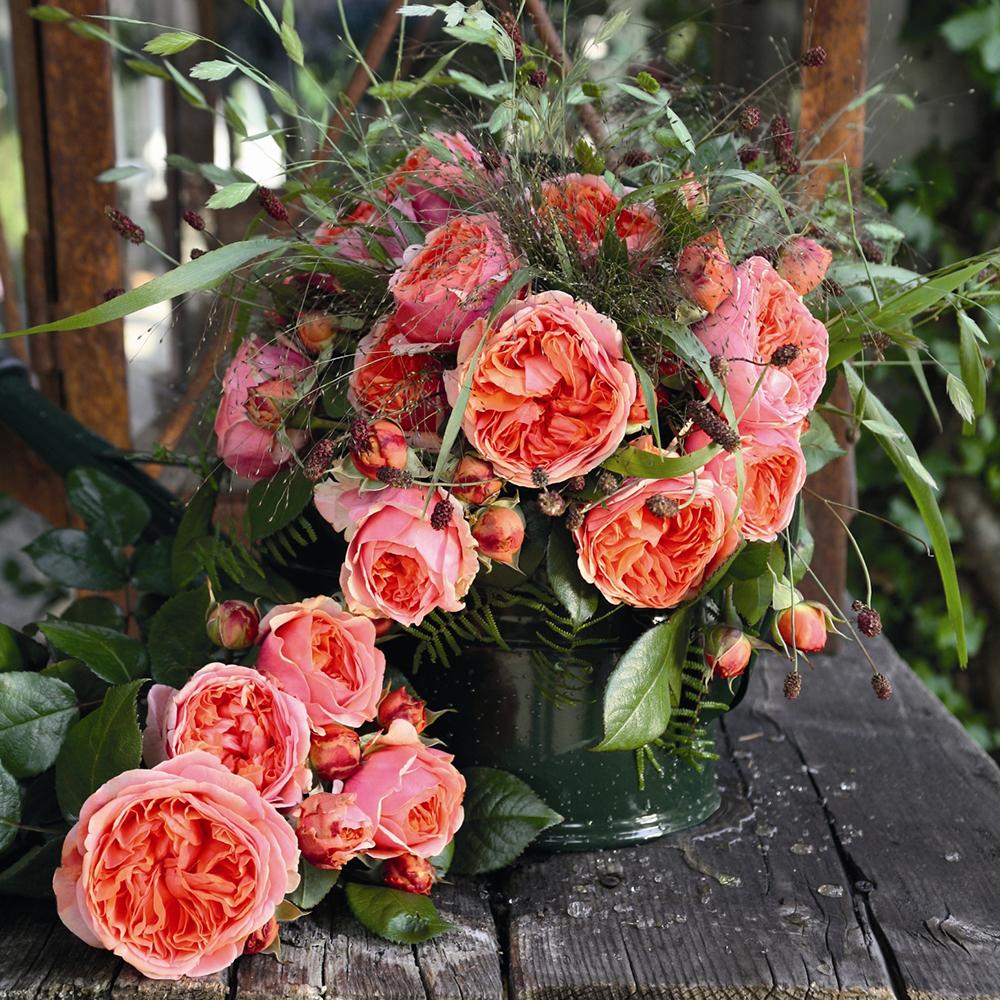 Trandafir Floribunda Chippendale, livrat in ghiveci plant-o-fix de 2L