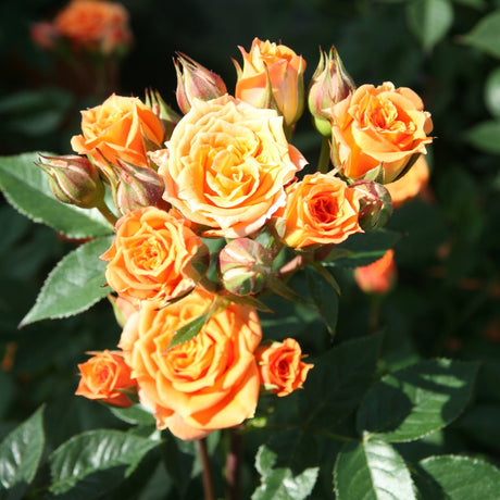 Trandafir Floribunda Clementine, livrat in ghiveci plant-o-fix de 2L