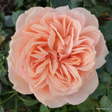 Trandafir Floribunda crem si roz-pastel Garden Of Roses, inflorire repetata - VERDENA-livrat in ghiveci plant-o-fix de 2 l