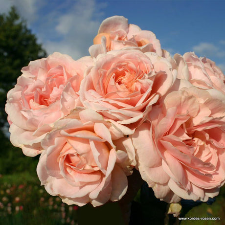 Trandafir Floribunda Cremosa - VERDENA-livrat in ghiveci plant-o-fix de 2 L