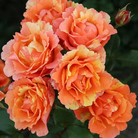 Trandafir Floribunda cupru-cais Lollipop, cu inflorire repetata - VERDENA-livrat in ghiveci plant-o-fix de 2 l