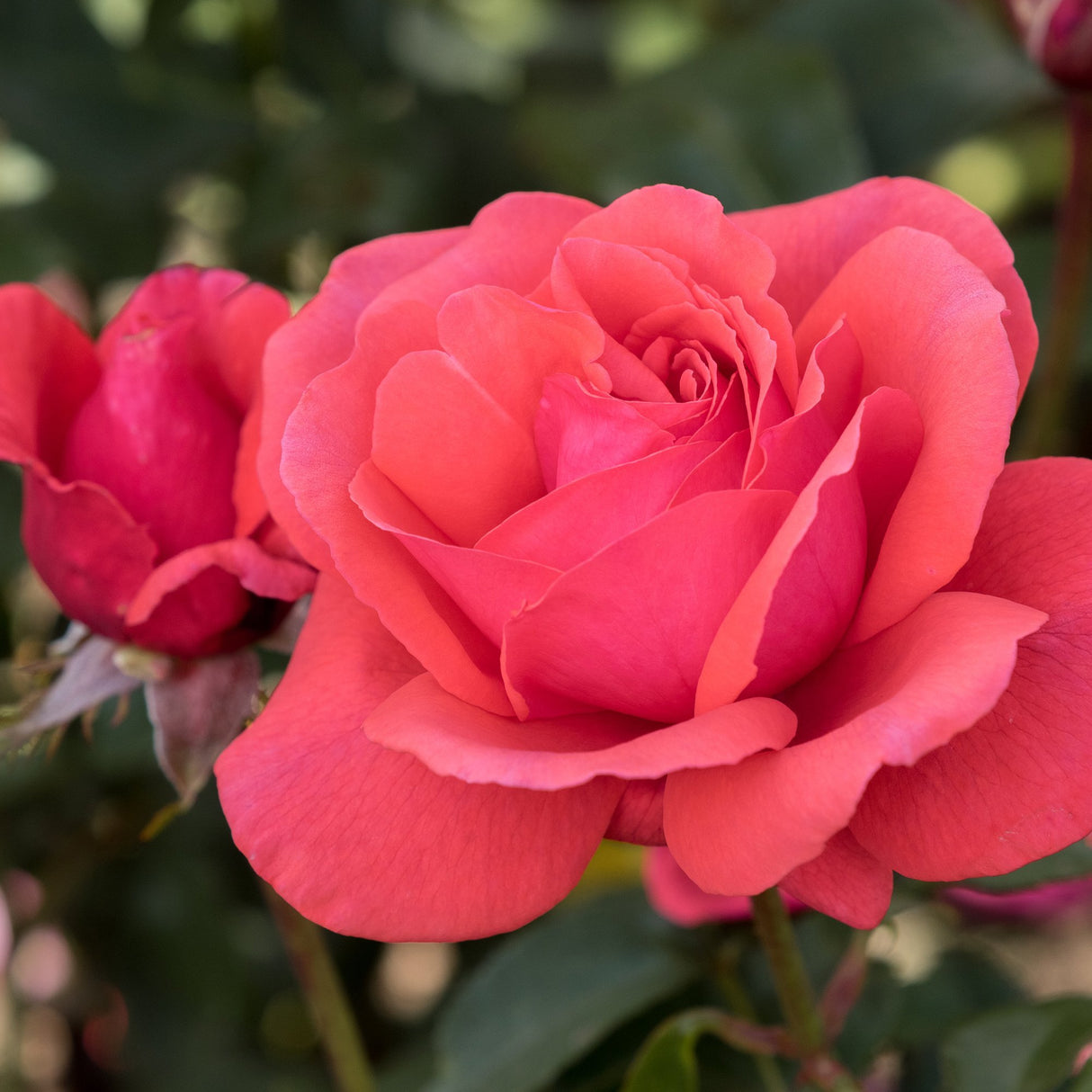Trandafir Floribunda Duftwolke, livrat in ghiveci plant-o-fix de 2L