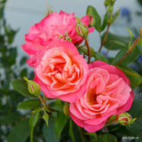 Trandafir Floribunda Enjoy - VERDENA-livrat in ghiveci plant-o-fix de 2 L