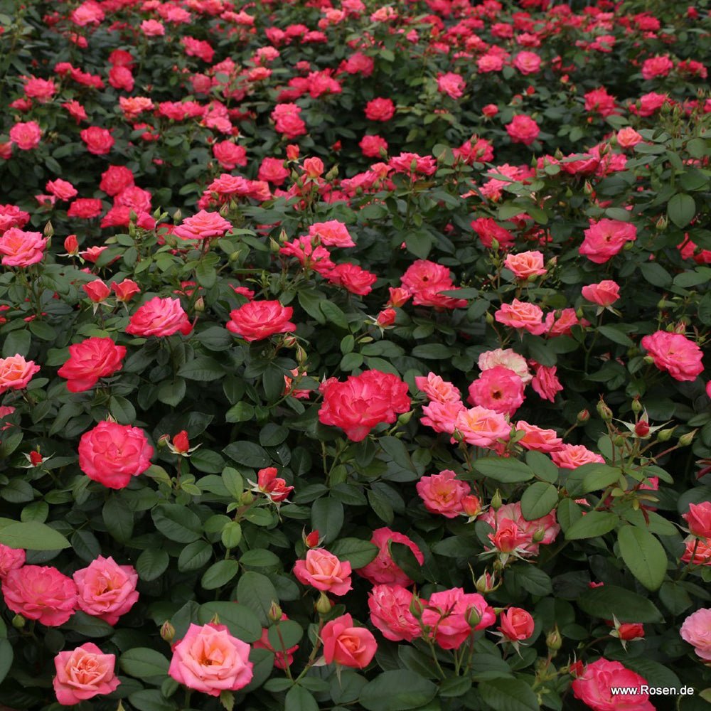 Trandafir Floribunda Enjoy - VERDENA-livrat in ghiveci plant-o-fix de 2 L