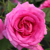Trandafir floribunda  Fraulein Maria, livrat in ghiveci plant-o-fix de 2L