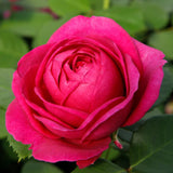 Trandafir Floribunda Fur Elise, livrat in ghiveci plant-o-fix de 2L