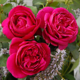 Trandafir Floribunda Fur Elise, livrat in ghiveci plant-o-fix de 2L