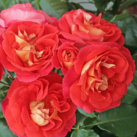 Trandafir Floribunda galben-portocalie Gebrüder Grimm, inflorire repetata - VERDENA-livrat in ghiveci plant-o-fix de 2 l