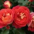 Trandafir Floribunda galben-portocalie Gebrüder Grimm, inflorire repetata - VERDENA-livrat in ghiveci plant-o-fix de 2 l