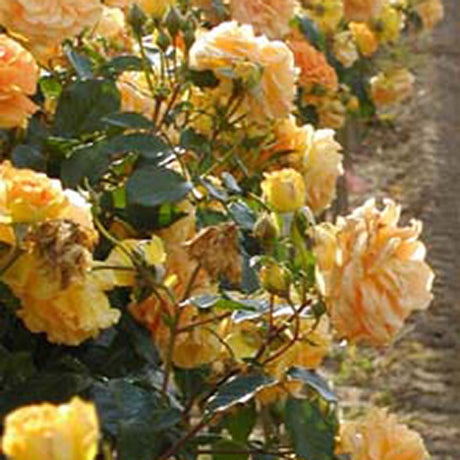 Trandafir Floribunda galben-portocaliu Goldelse, cu parfum intens - VERDENA-livrat in ghiveci plant-o-fix de 2 l