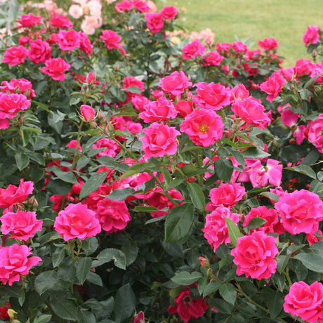Trandafir Floribunda Gartenfreund, livrat in ghiveci plant-o-fix de 2L