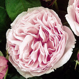 Trandafir Floribunda Gartentraume, livrat in ghiveci plant-o-fix de 2L
