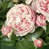 Trandafir Floribunda Gartentraume, livrat in ghiveci plant-o-fix de 2L