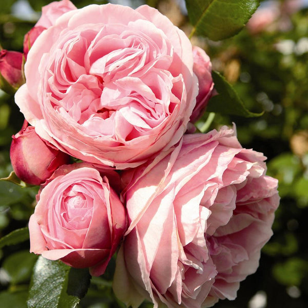 Trandafir Floribunda Giardina, livrat in ghiveci plant-o-fix de 2L
