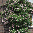 Trandafir Floribunda Giardina, livrat in ghiveci plant-o-fix de 2L