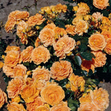 Trandafir Floribunda Goldelse, livrat in ghiveci plant-o-fix de 2L