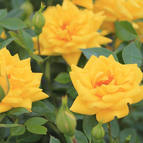 Trandafir Floribunda Goldjuwel, livrat in ghiveci plant-o-fix de 2L