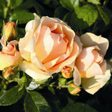 Trandafir Floribunda Hansestadt Rostock, livrat in ghiveci plant-o-fix de 2L