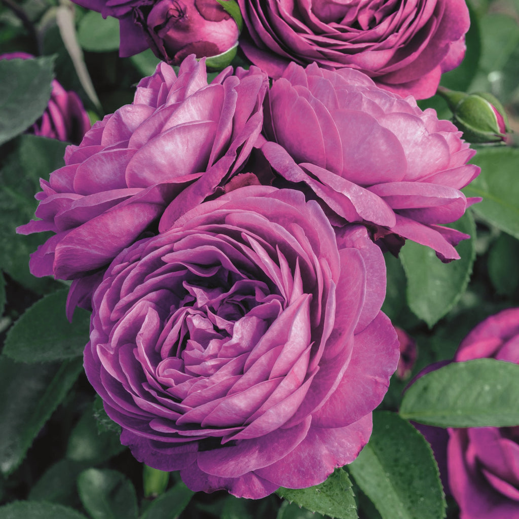 Trandafir Floribunda Heidi Klum, livrat in ghiveci plant-o-fix de 2L