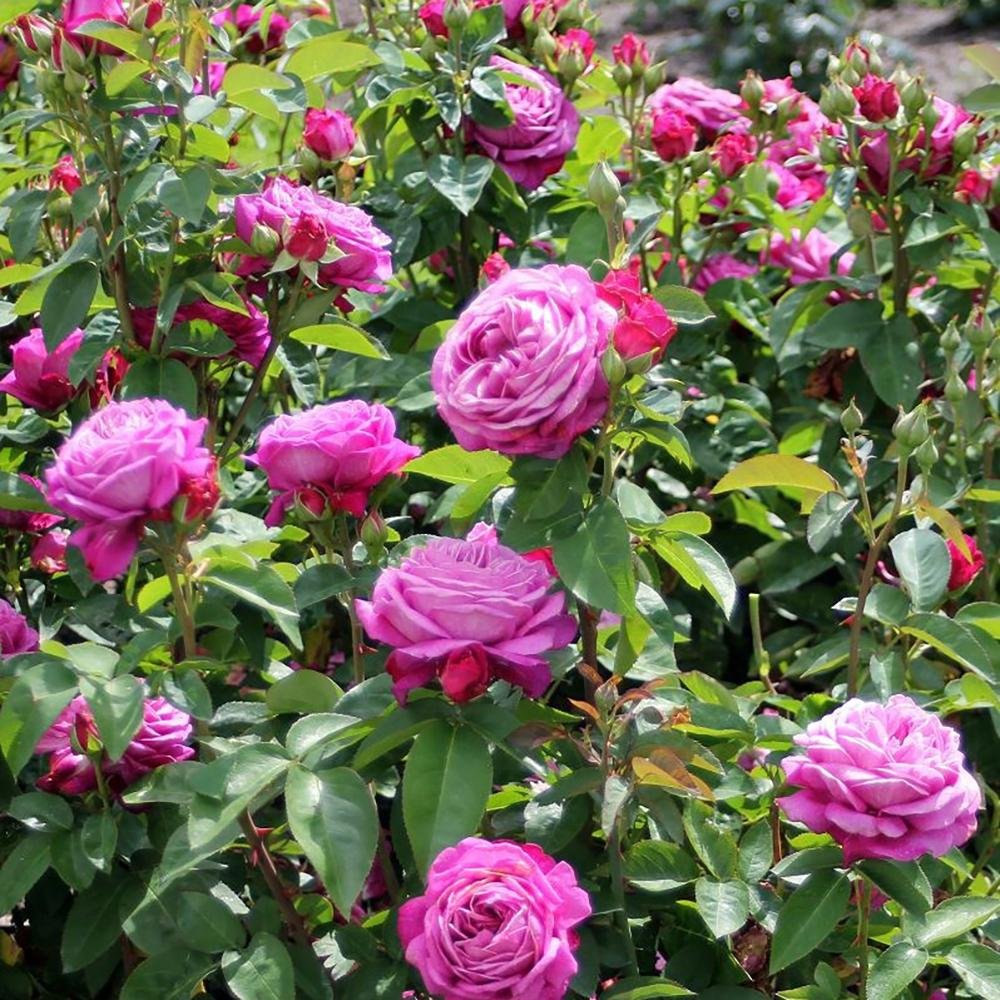 Trandafir Floribunda Heidi Klum, livrat in ghiveci plant-o-fix de 2L