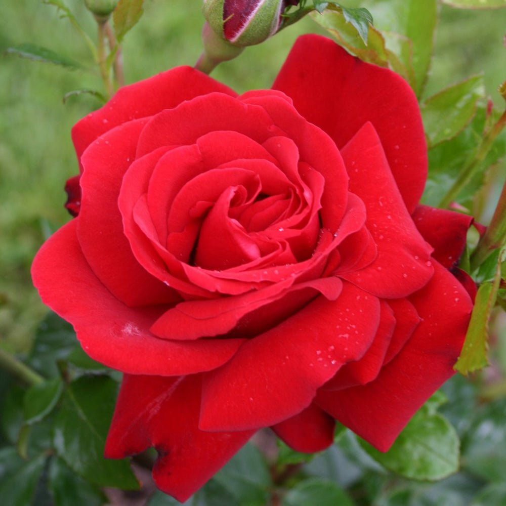 Trandafir Floribunda Jugendliebe - VERDENA-livrat in ghiveci plant-o-fix de 2L