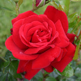 Trandafir Floribunda Jugendliebe - VERDENA-livrat in ghiveci plant-o-fix de 2L