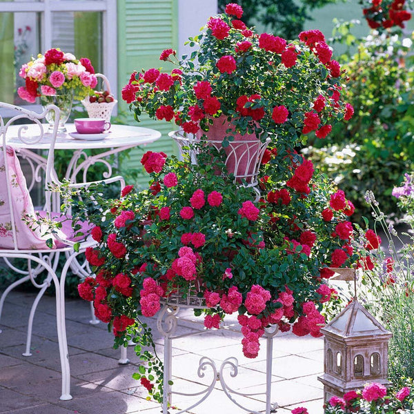 Trandafir Floribunda Knirps - VERDENA-livrat in ghiveci de 3 L