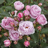 Trandafir Floribunda lavanda Nautika, inflorire repetata - VERDENA-livrat in ghiveci plant-o-fix de 2 l