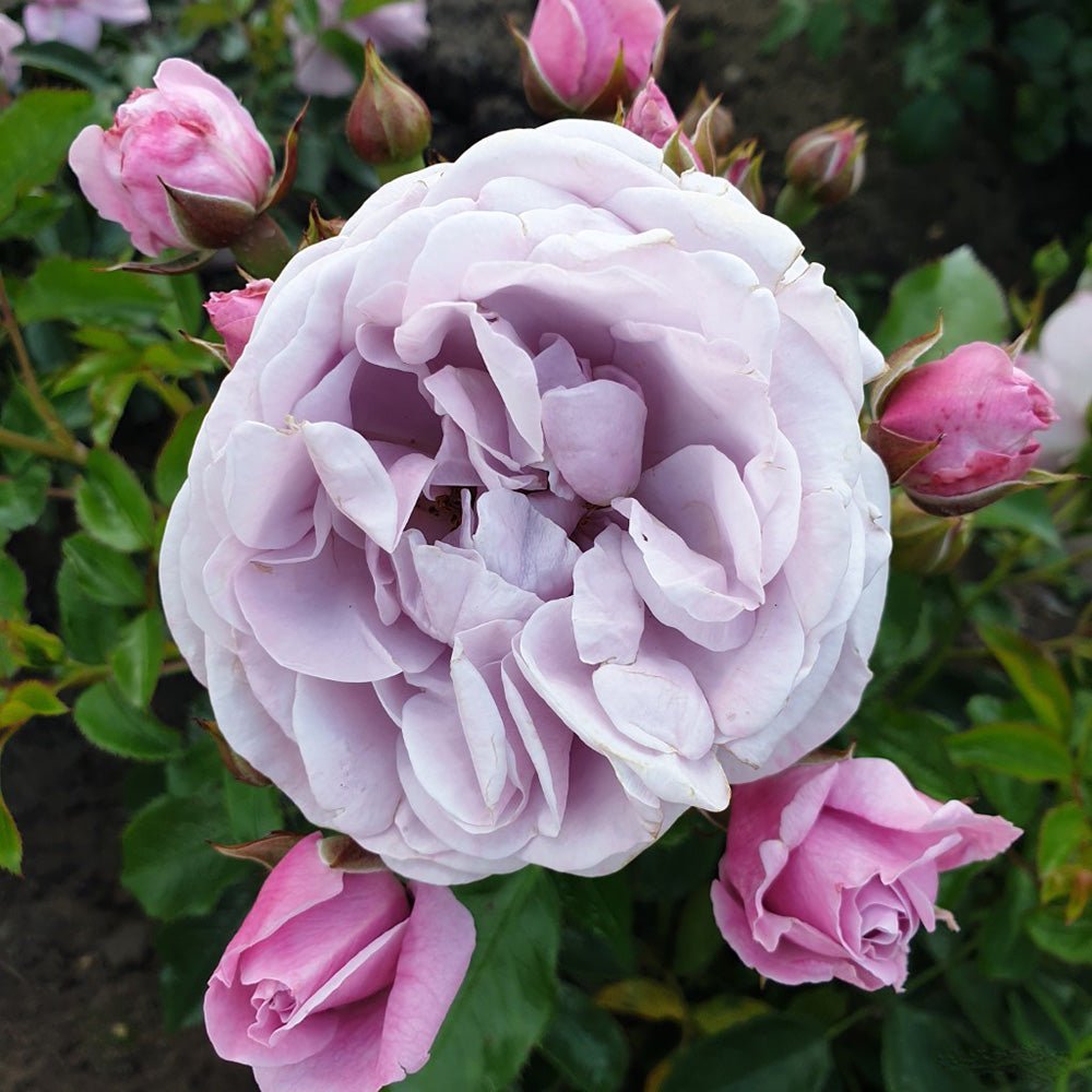 Trandafir Floribunda lavanda Nautika, inflorire repetata - VERDENA-livrat in ghiveci plant-o-fix de 2 l