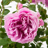 Trandafir Floribunda Lilac Topaz - VERDENA-livrat in ghiveci plant-o-fix de 2L