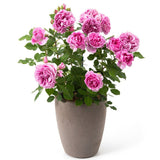 Trandafir Floribunda Lilac Topaz - VERDENA-livrat in ghiveci plant-o-fix de 2L
