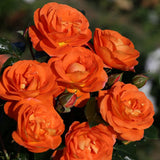 Trandafir Floribunda Mango - VERDENA-livrat in ghiveci plant-o-fix de 2L