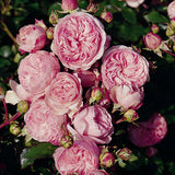 Trandafir Floribunda Mariatheresia - VERDENA-livrat in ghiveci plant-o-fix de 2L