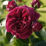 Trandafir Floribunda Marietta - VERDENA-livrat in ghiveci plant-o-fix de 2L