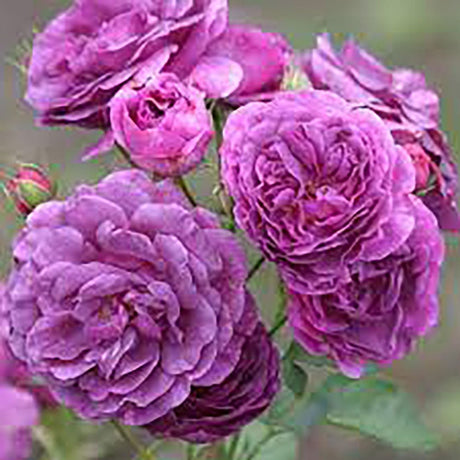 Trandafir floribunda Minerva - VERDENA-livrat in ghiveci de 5L
