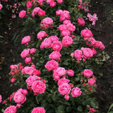 Trandafir Floribunda Moin Moin - VERDENA-