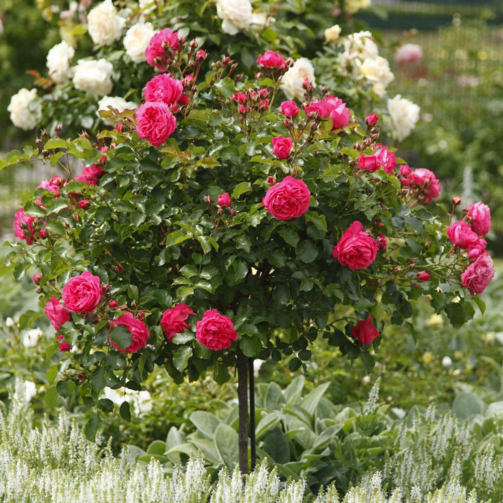 Trandafir Floribunda Moin Moin, Default Title