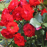Trandafir Floribunda Montana - VERDENA-livrat in ghiveci plant-o-fix de 2L