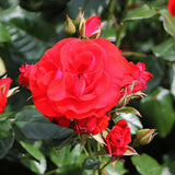 Trandafir Floribunda Montana - VERDENA-livrat in ghiveci plant-o-fix de 2L