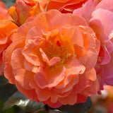 Trandafir Floribunda Morning Sun - VERDENA-livrat in ghiveci plant-o-fix de 2L