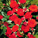 Trandafir Floribunda Orange Babyflor - VERDENA-livrat in ghiveci plant-o-fix de 2L