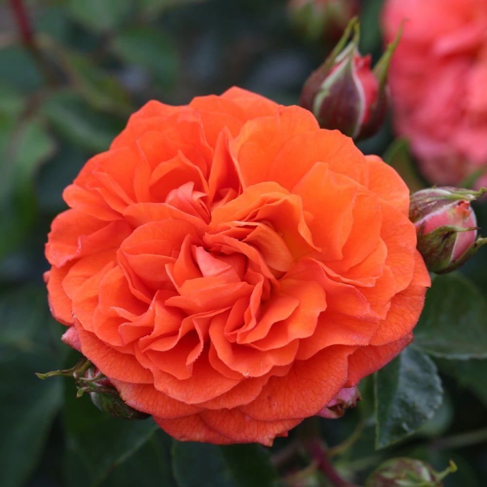 Trandafir Floribunda Orangerie - VERDENA-livrat in ghiveci plant-o-fix de 2L